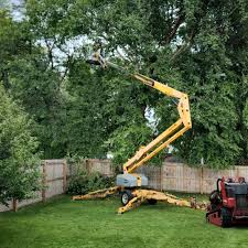 Best Tree Trimming and Pruning  in Harrisville, PA