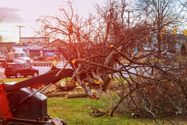 Best Tree Removal Service  in Harrisville, PA