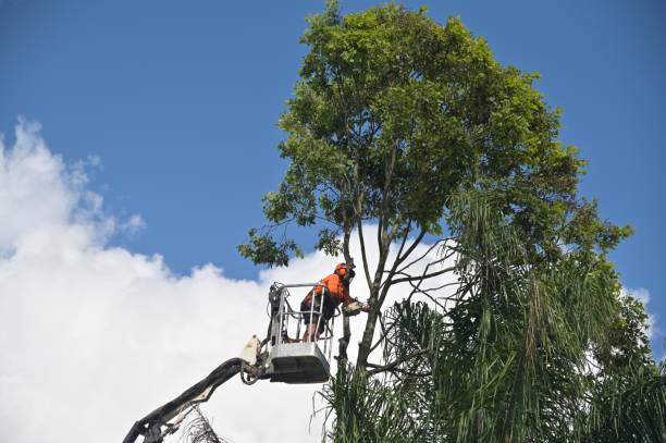 How Our Tree Care Process Works  in  Harrisville, PA